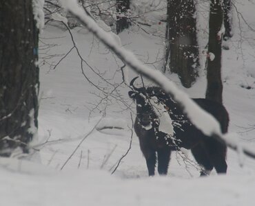 Schneesafari in den Waldkarpaten